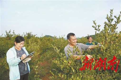 (8月10日,邵阳县小溪市乡大禾村,陈永忠(右二)在油茶基地考察调研。湖南日报记者 唐俊 摄)