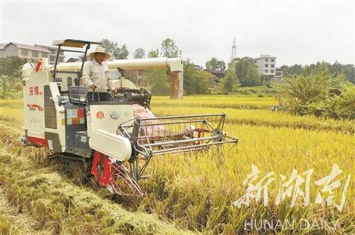 （8月22日，洞口县高沙镇石榴村，村民驾驶收割机收割水稻。湖南日报记者 李健 摄）