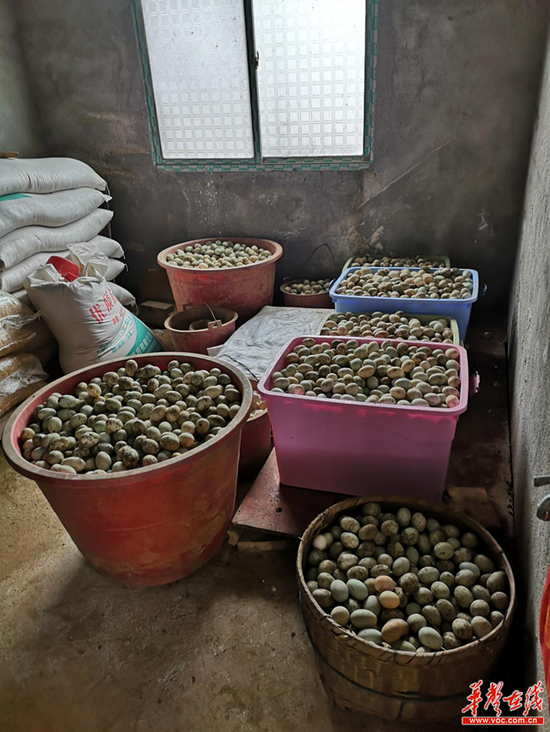 信息化■【信息化助农行动】衡阳市衡南县:万余枚鸭蛋找出路
