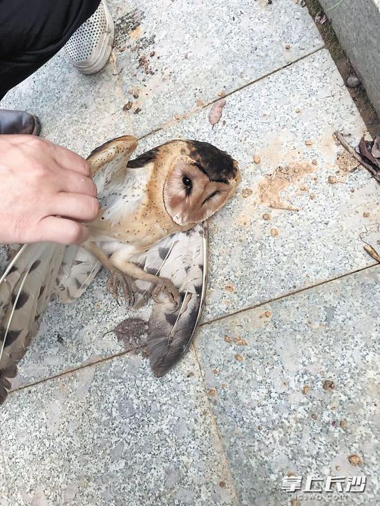 猴面鹰腿部受伤,被送往湖南省野生动物救护繁殖中心进行救治。 受访者 供图