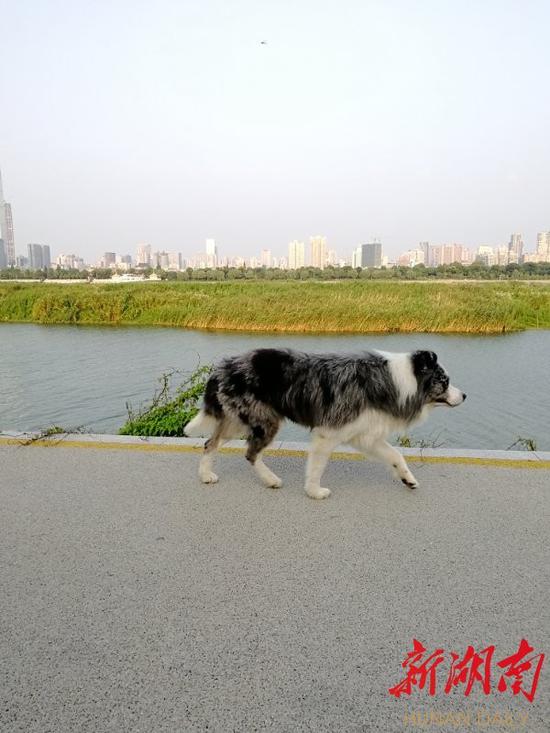 （这条中型犬一直在自由散步，没见到主人。）