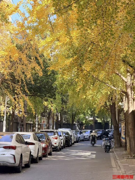 长沙国庆巷银杏。曾冠霖摄