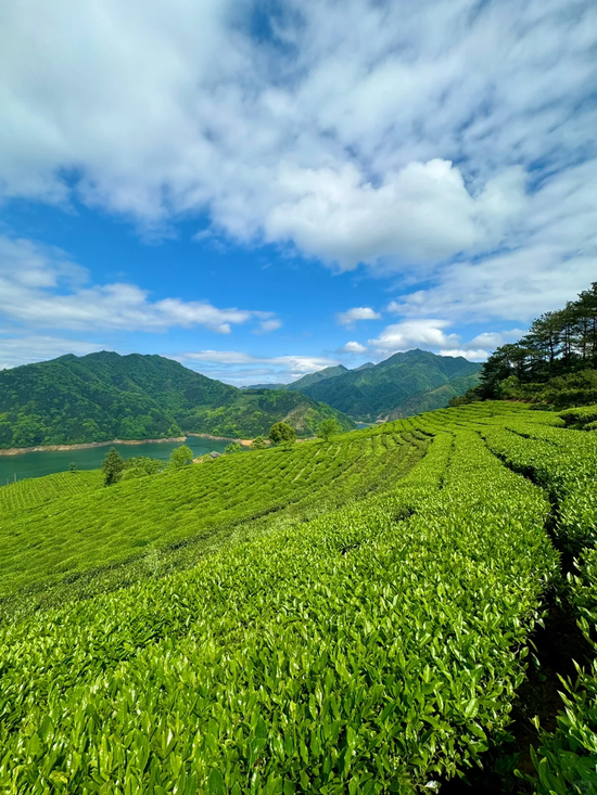 唐溪茶场。图/小红书@安昕儿