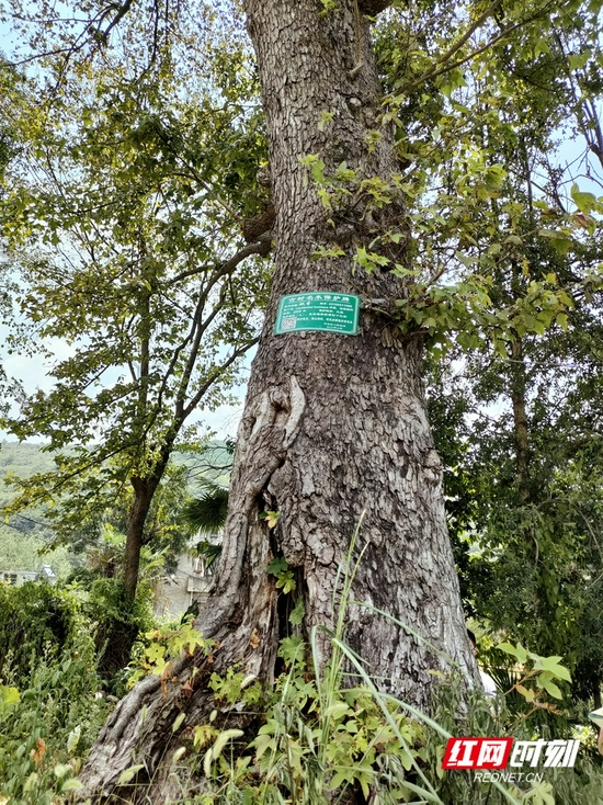 后龙山留下的唯一一棵古树,如今已有250岁以上树龄