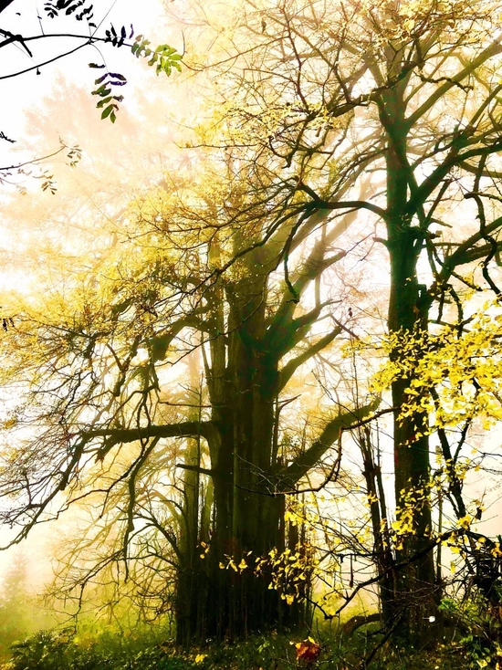 （新宁县回龙寺镇杨桥村千年古银杏 图 / 新宁县林业局提供）