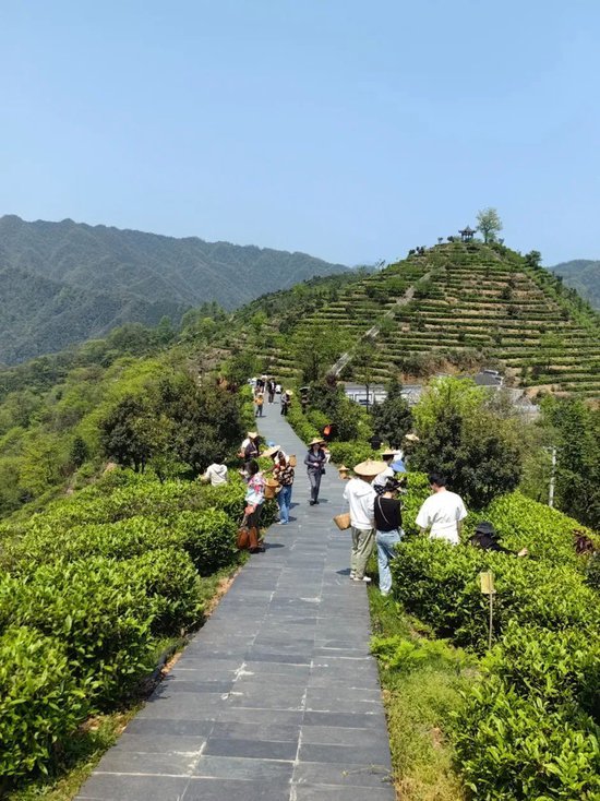 游客在桃源县君和野茶园体验采茶