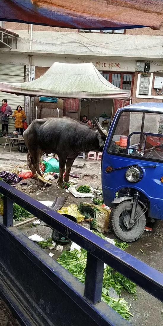 郴州待宰水牛市场受到惊吓 当场发癫袭击群众