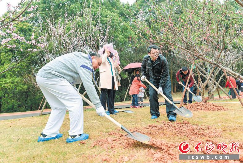 昨日,400多名市民一起为仙姑岭公园植树添绿。均为长沙晚报记者 陈焕明 通讯员 周树均 摄影报道