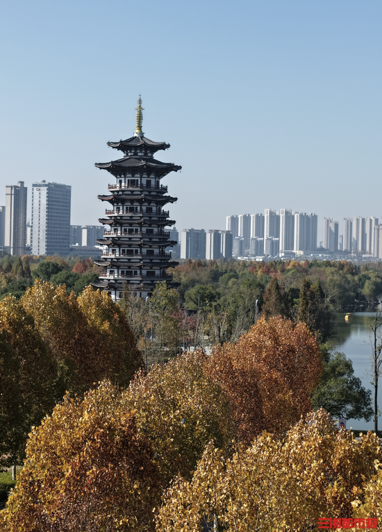 11月30长沙洋湖湿地公园梧桐。曾冠霖摄