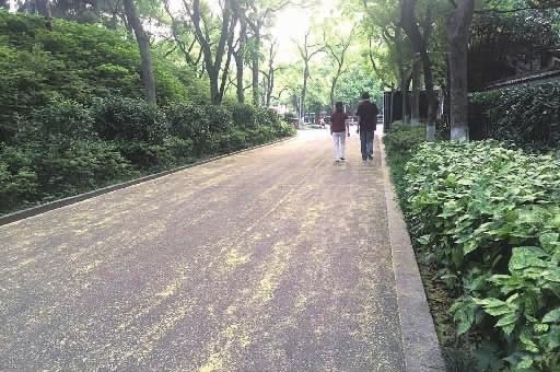 5月17日,市民在烈士公园飘满柳絮的道路上漫步。 记者 张洋银 摄