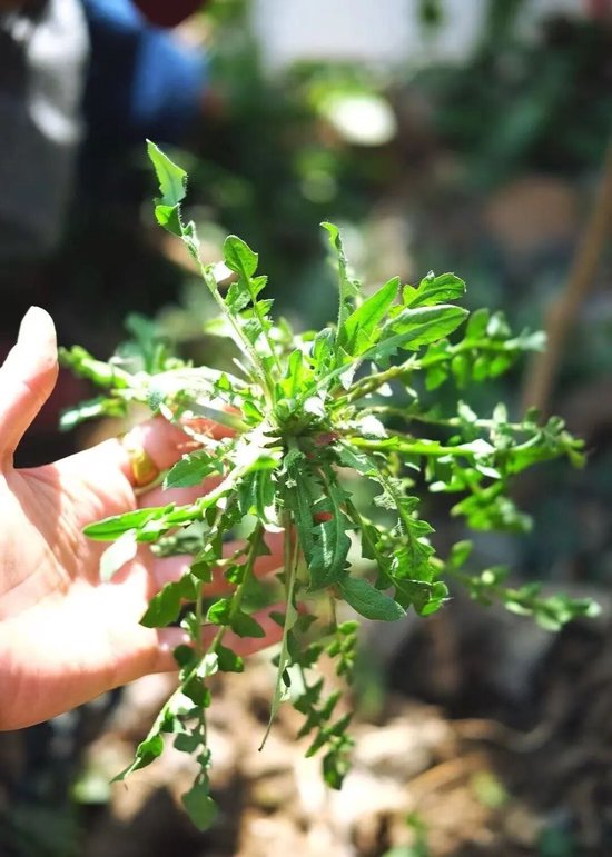 图/小红书@不急与梦也