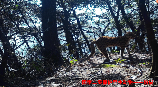 △国家二级保护野生动物——豹猫