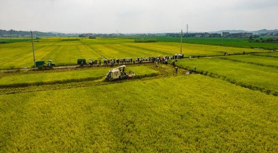 湘潭县再生稻头季测产。赵辉林供图
