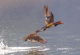 2月9日,桃源县王家湾水库,一对鸳鸯从水面起飞。鸳鸯在湖南是冬候鸟,栖息于山地的河谷、溪流,属国家二级保护野生动物。