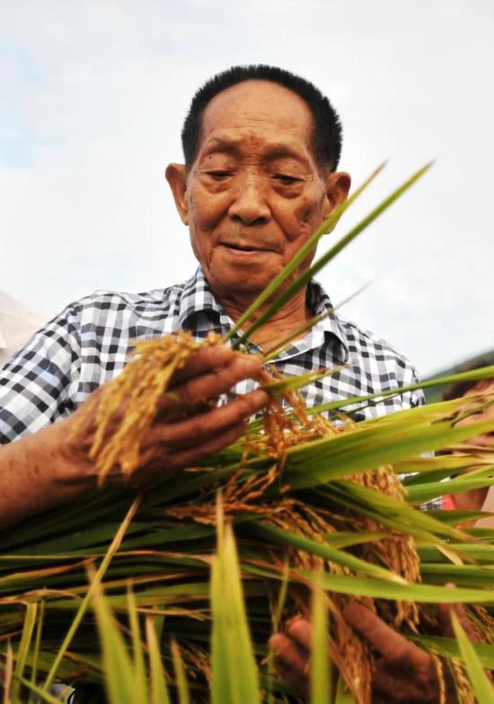 2013年8月19日，袁隆平在广西桂林市灌阳县查看水稻生长情况。新华社记者陆波岸摄