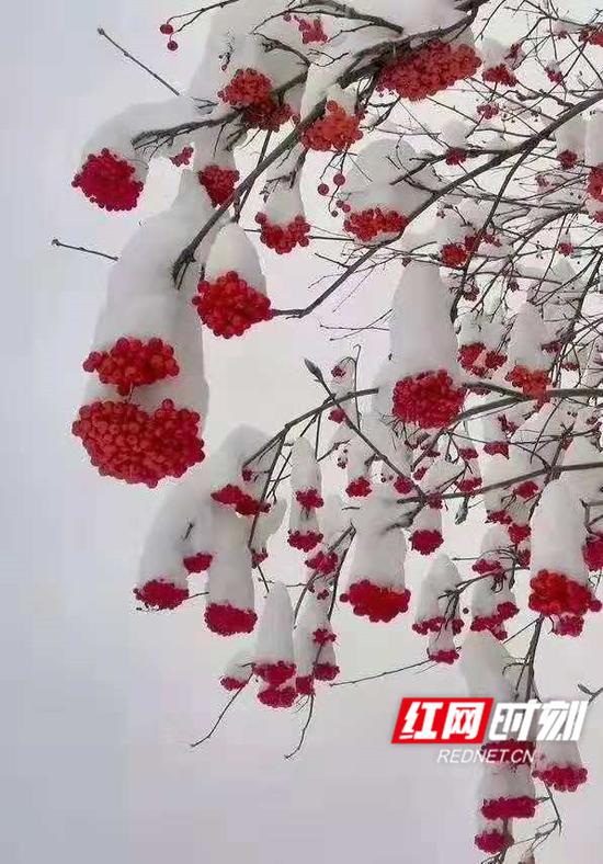 东山峰雪景。