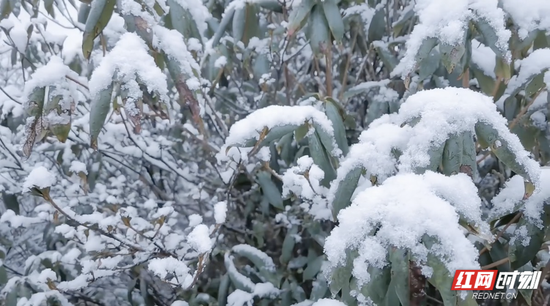 12月25日，浏阳大围山上下起了皑皑白雪。