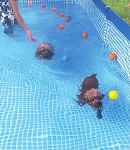 炎炎夏日，宠物也需要防暑降温。图为宠物狗在游泳池里游泳。     记者  朱蓉  摄