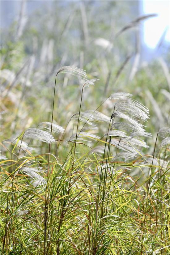 秋意浓浓 江滩公园芦花盛开