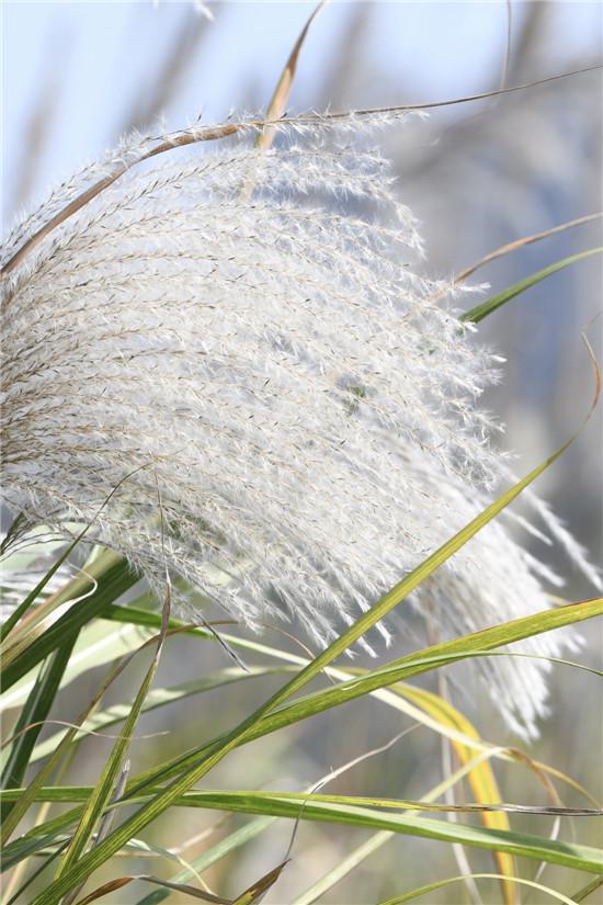 秋意浓浓 江滩公园芦花盛开