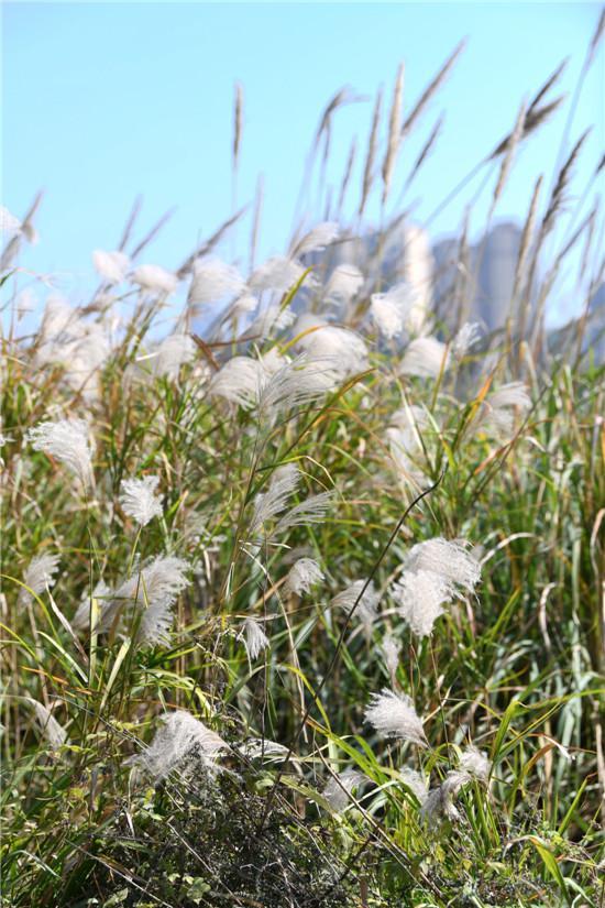 秋意浓浓 江滩公园芦花盛开