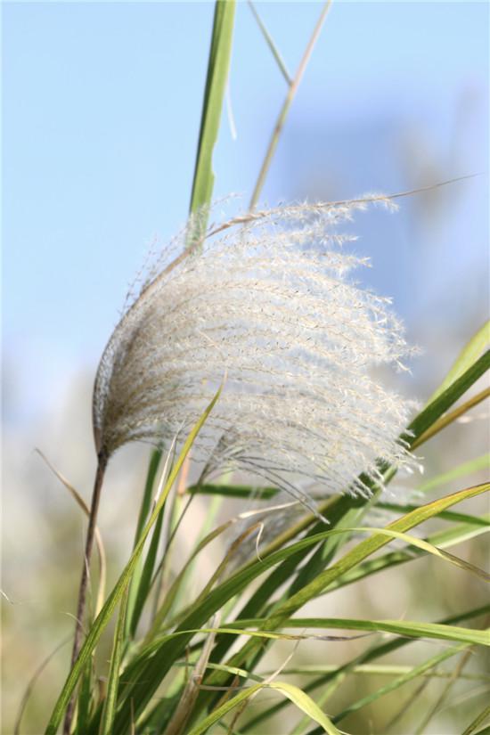 秋意浓浓 江滩公园芦花盛开