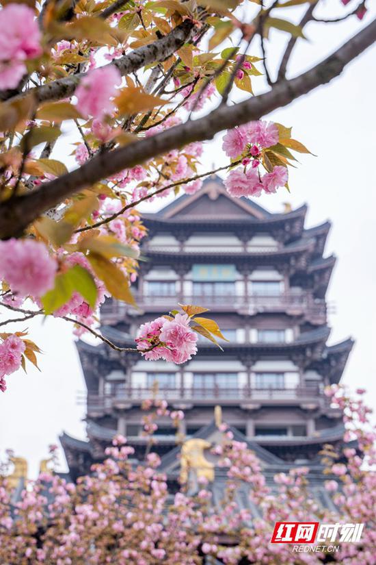 花朵烂漫似天霞，花香四溢天涯