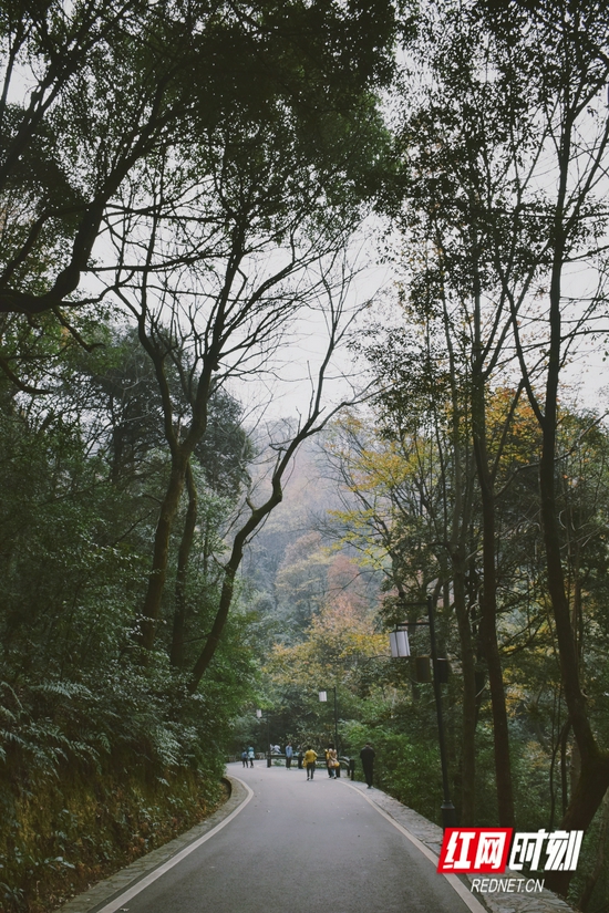 岳麓山山路上游客在漫步。摄影 黄可欣