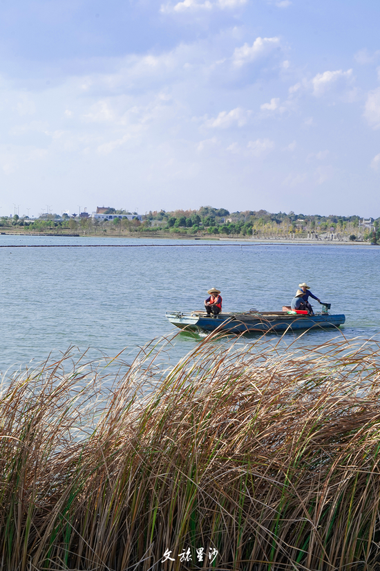 （图片非荷塘映日，仅供参考）