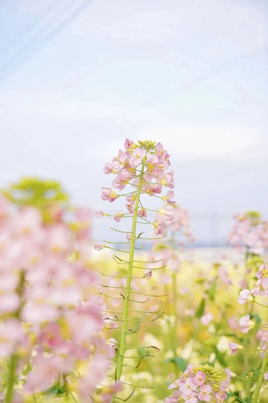 湖南农业大学浏阳基地的彩色油菜花。图/胡盼盼