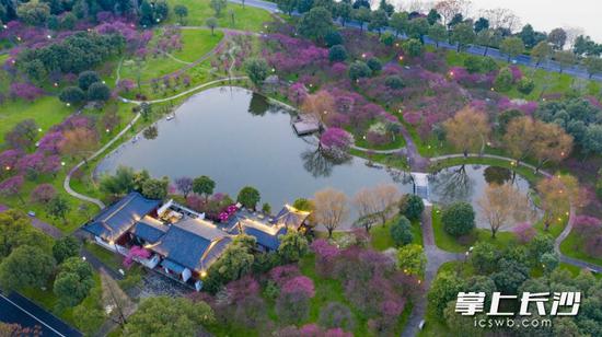 初春时节里，橘子洲头已是满园春色，闭园中的橘子洲公园里，除了工作人员，没有游客。