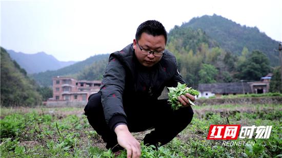 　　李井方正在采摘人工种植的苦公菜。