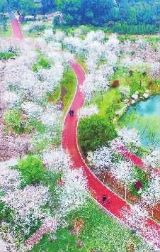 3月19日,长沙市望城区玉湖公园内樱花竞相绽放,在春光中尽展花枝,争奇