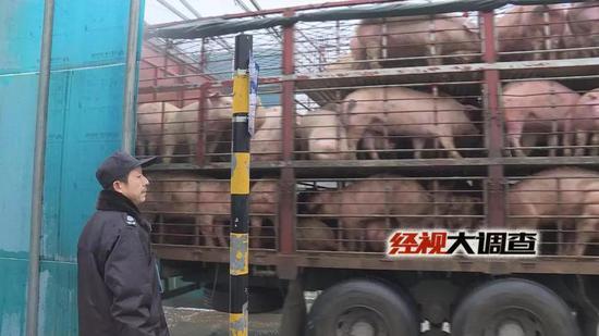 经视大调查独家发布：湖南防控“非洲猪瘟”始末