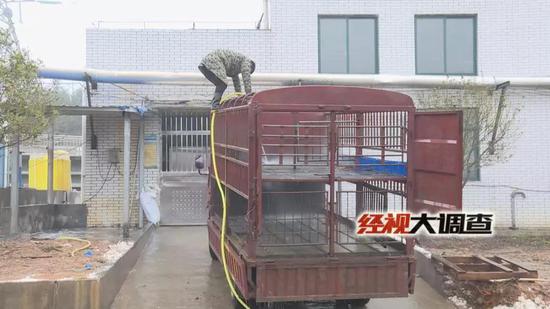 经视大调查独家发布：湖南防控“非洲猪瘟”始末