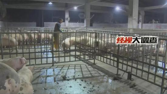 经视大调查独家发布：湖南防控“非洲猪瘟”始末