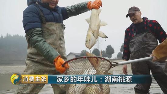 捞上来的鱼一部分养在水池里,留着吃鲜鱼,一部分要腌制之后熏成腊鱼。