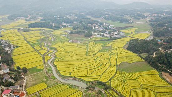 这是3月16日拍摄的长沙市望城区茶亭镇的油菜花田（无人机照片）。