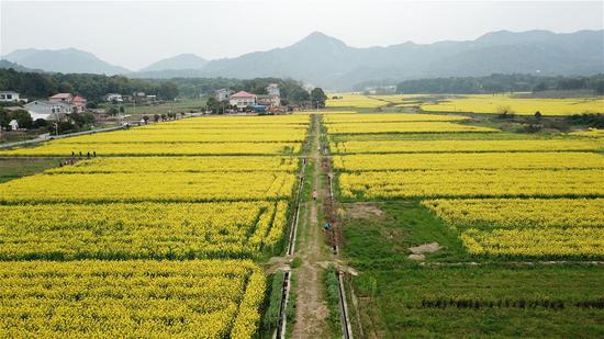 3月16日，游客在长沙市望城区茶亭镇的油菜花田里观赏（无人机照片）。新华社发（陈振海 摄）