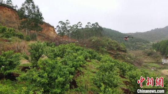  无人植保机正在给柑橘树杀虫。新田县供图