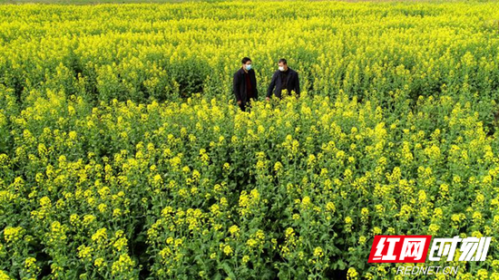  湘阴县连片“油菜花海”，不久后就到收割的季节。