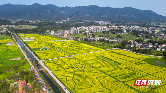 大坪镇千亩油菜花田。