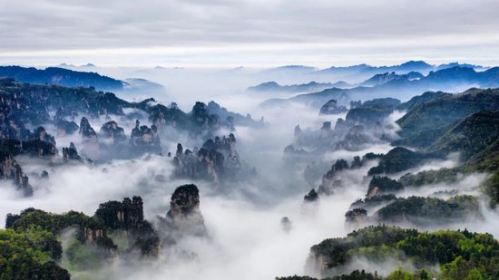 久雨初晴的张家界武陵源景区云海磅礴,峰林间云雾翻腾,风景美如画
