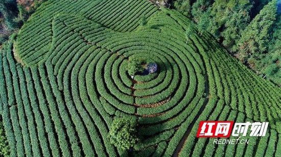 绿色发展的湖南茶产业。