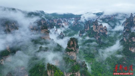 (张家界国家森林公园天子山、百龙天梯、十里画廊一带同时迎来壮丽的云海景观,如梦似幻。张洪涛 摄)