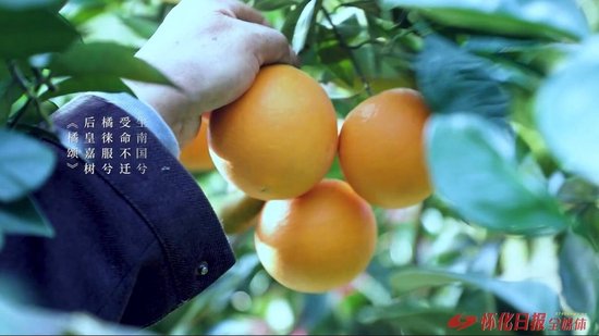 图为溆浦盛产的柑橘