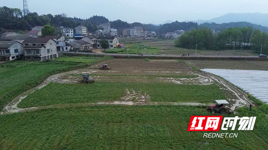 马迹塘镇九岗塅村绿肥万亩片核心区绿肥翻压还田现场。胡卫红/摄