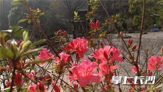 岳麓山风景名胜区内,山坡上怒放的映山红与爱晚亭相得益彰。