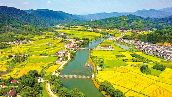 小河乡田心村，小溪河网红坝两旁的田野一片金黄。