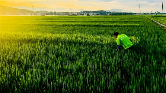 隆平高科水稻科研人员在试验田开展工作。受访单位供图